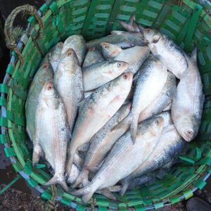 Premium quality silver Ilish fish online