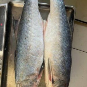 Formalin-free fresh marine Salmon fish online