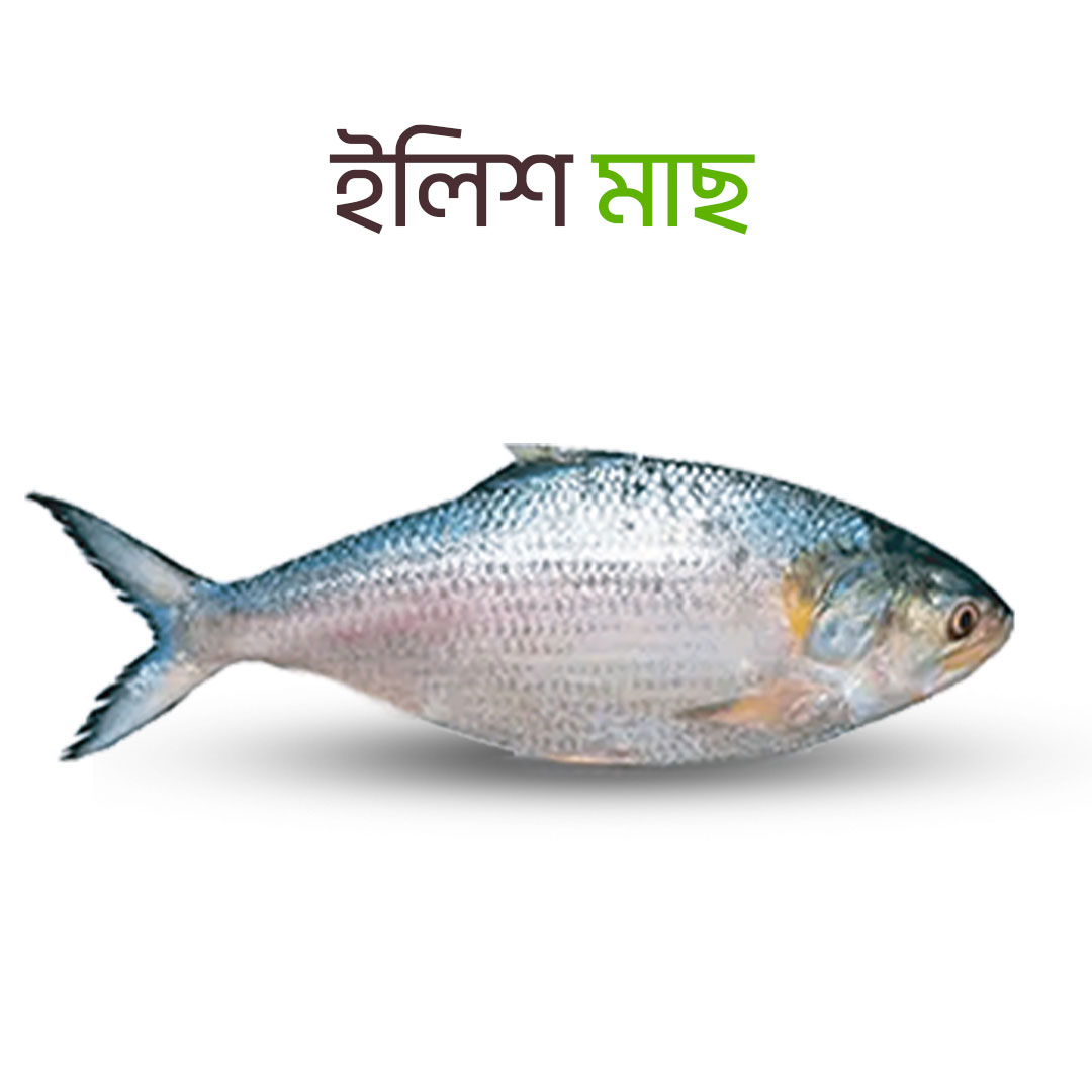 Fresh Sea Hilsha fish close-up