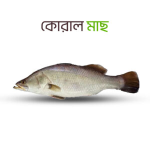 Premium quality Coral fish close-up