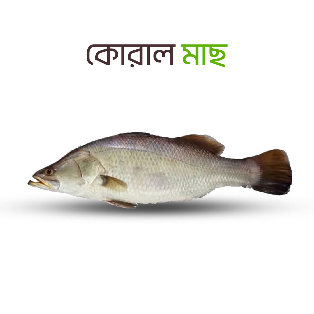 Premium quality Coral fish close-up