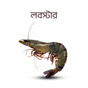 Lobster size variations and price list