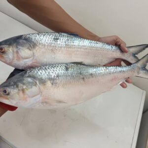 Formalin-free fresh marine Hilsa fish