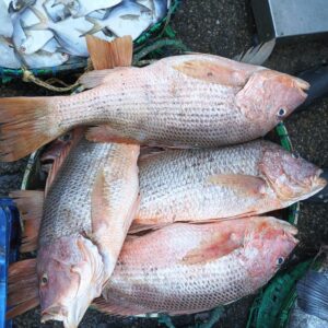 Formalin-free fresh marine Coral fish online