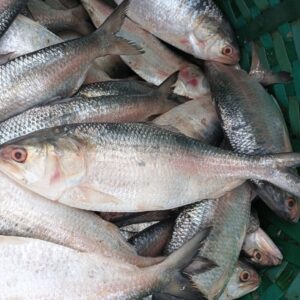 Sea Hilsha weight variations and pricing