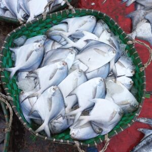 Rupchanda fish piece variations and price list