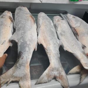 Healthy sea fish Salmon for home delivery